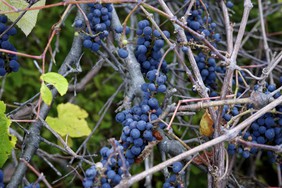 6wild grapes laura silverman gardenista 282 xxx